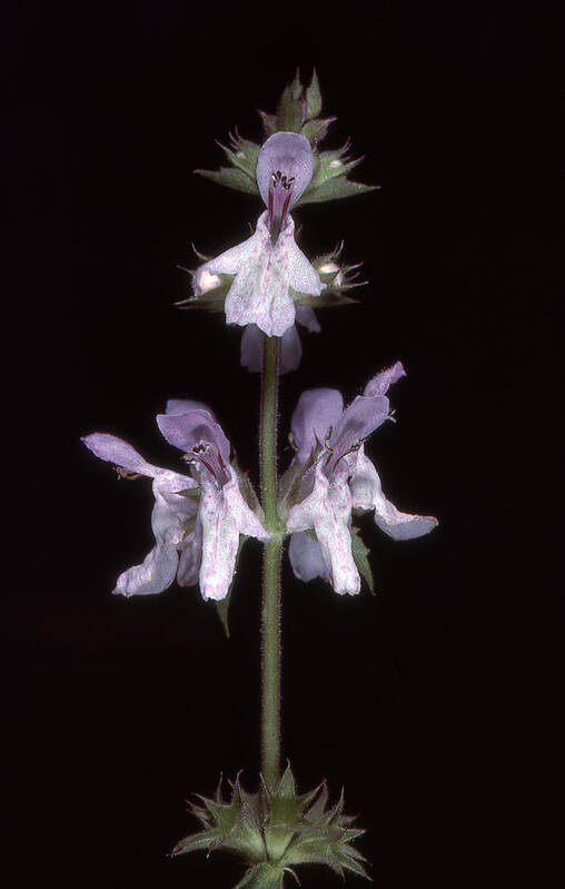 Weed Poster featuring the photograph Weed by Wesley Elsberry