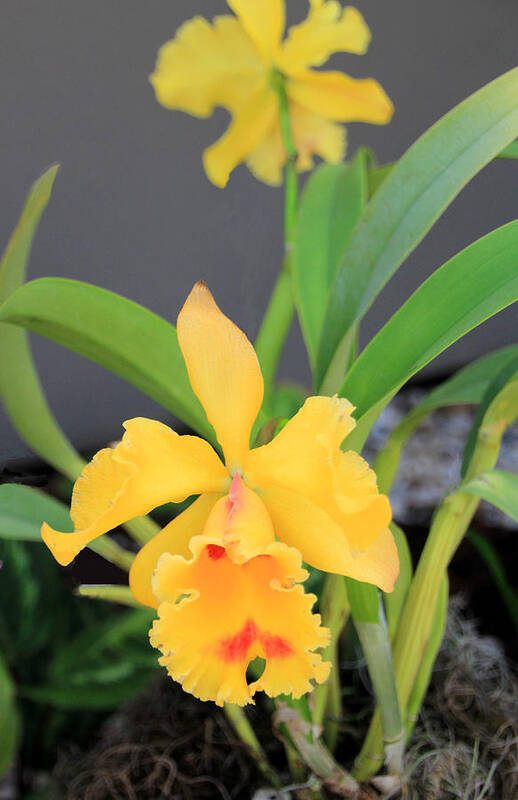 Orchid Poster featuring the photograph Yellow Cattleya Orchid by Rosalie Scanlon
