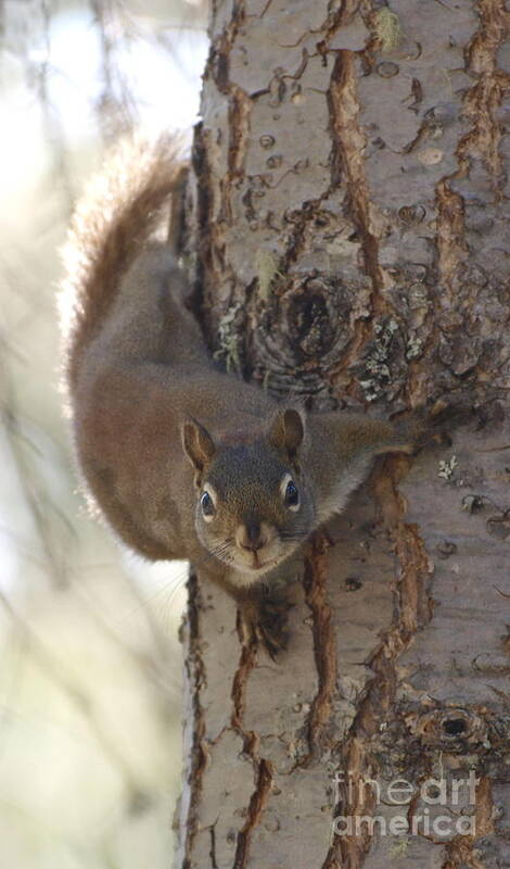 Squirrel Poster featuring the photograph You Lookin At Me by Vivian Martin