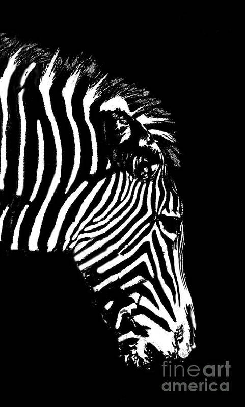 Zebra Poster featuring the photograph Ze Bra by Sheila Laurens