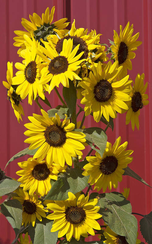 Sunflowers Poster featuring the photograph So many sunflowers #1 by Elvira Butler