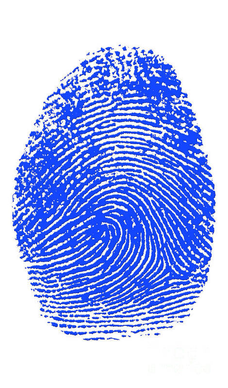 Thumbprint Poster featuring the photograph Thumbprint #1 by Science Source