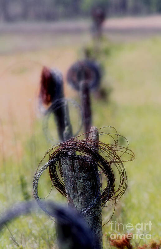  Poster featuring the photograph Barbed Wire by Douglas Stucky