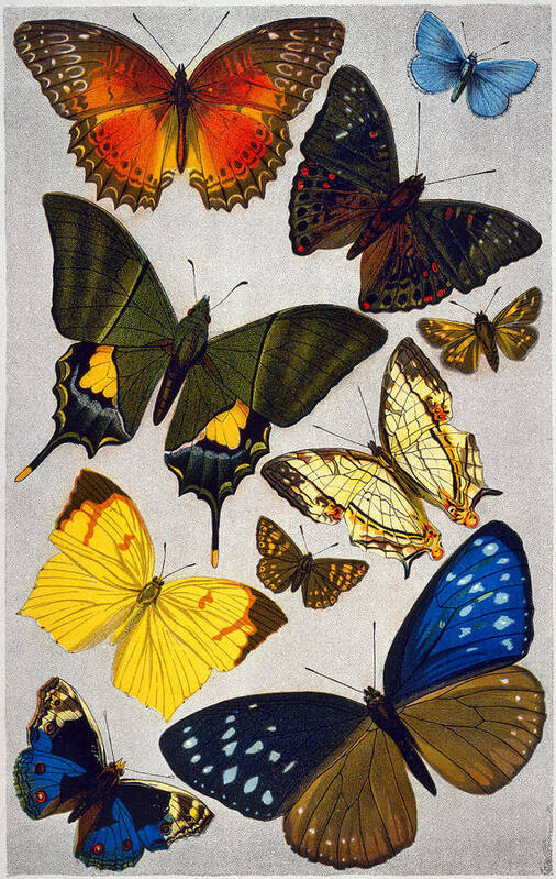 19th Century Poster featuring the photograph BUTTERFLIES, 19th CENTURY by Granger