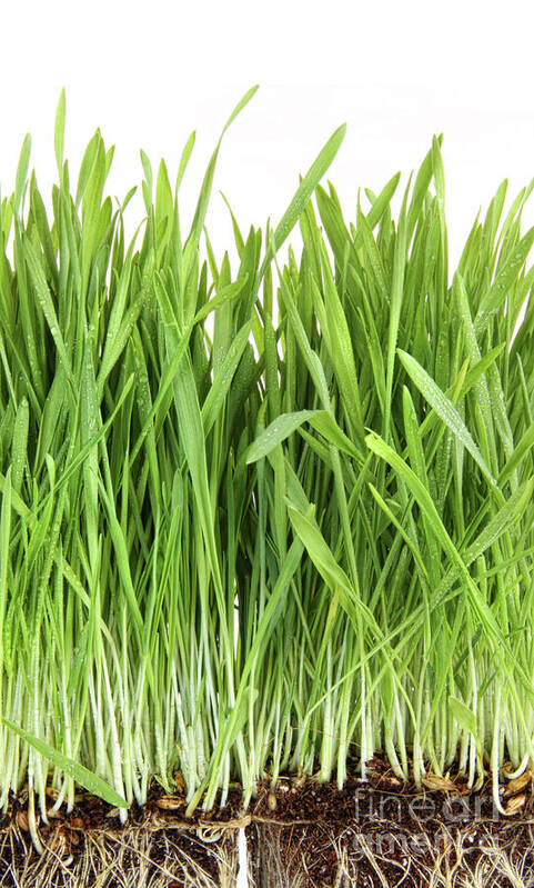 Agriculture Poster featuring the photograph Closeup of wheatgrass on white by Sandra Cunningham