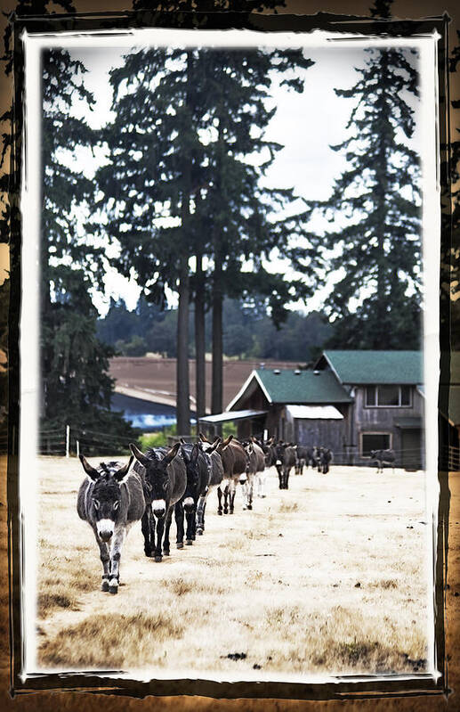 Donkey Poster featuring the photograph Follow My Lead by Tiana McVay
