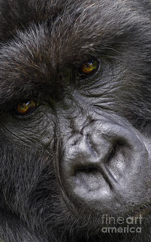 Rwanda_d140 Poster featuring the photograph Garunda the Gorilla - Rwanda by Craig Lovell