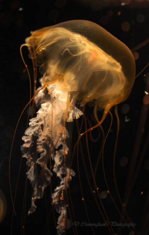 Jellyfish Poster featuring the photograph Jellyfish by Dorothy Cunningham