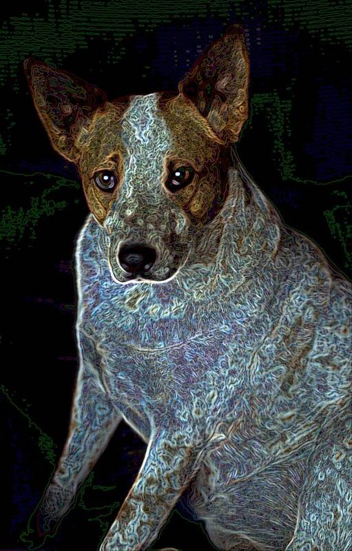 Austalian Cattle Dog Poster featuring the photograph Little Blue by One Rude Dawg Orcutt