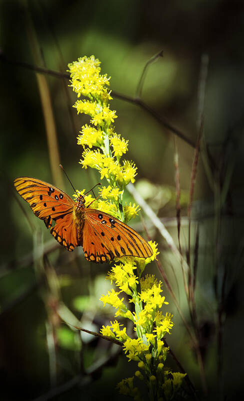 Butterfly Poster featuring the photograph Orange Butterfly on Yellow Wildflower by Carolyn Marshall