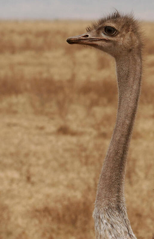 Ostrich Poster featuring the photograph Ostrich in the Wild by C Ribet