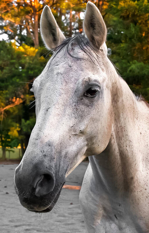 Horse Poster featuring the photograph Romeo by Gene Hilton