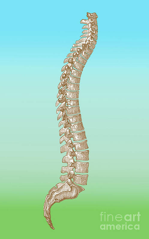 Illustration Poster featuring the photograph Spinal Column by Science Source