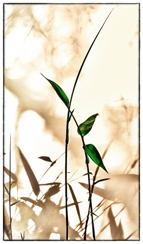 Bamboo Poster featuring the photograph Springtime Zen 1 by Mark Fuller