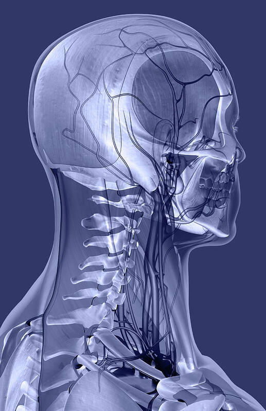 Vertical Poster featuring the photograph The Ligaments And Blood Vessels Of The Head And Neck by MedicalRF.com