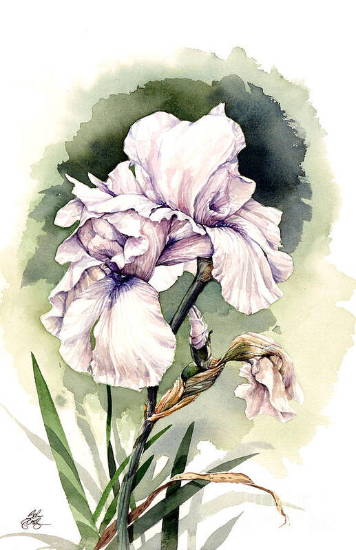 Floral Poster featuring the painting White Iris by Bob George