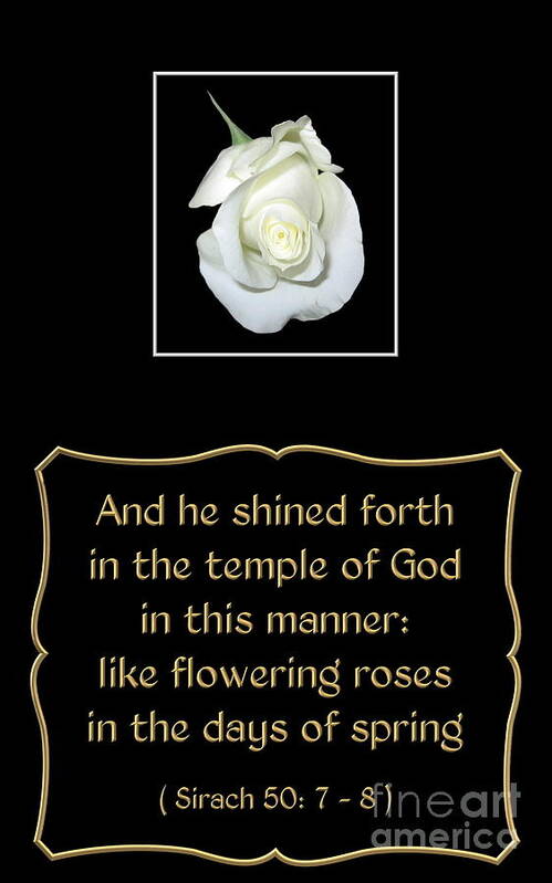 White Roses Poster featuring the photograph White Rose with Bible Verse from Sirach by Rose Santuci-Sofranko
