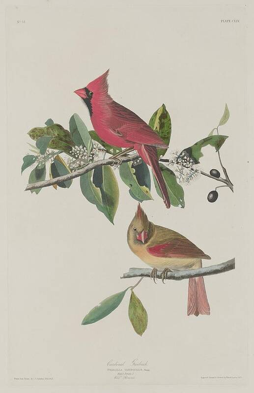 Audubon Poster featuring the drawing Cardinal Grosbeak #1 by Dreyer Wildlife Print Collections 