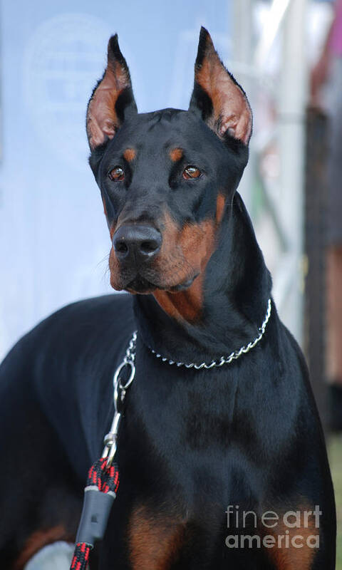 Doberman Pinscher Poster featuring the photograph Doberman Pinscher #1 by Amir Paz