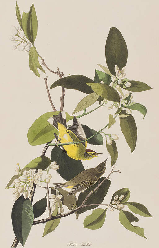 Warbler Poster featuring the painting Palm Warbler by John James Audubon