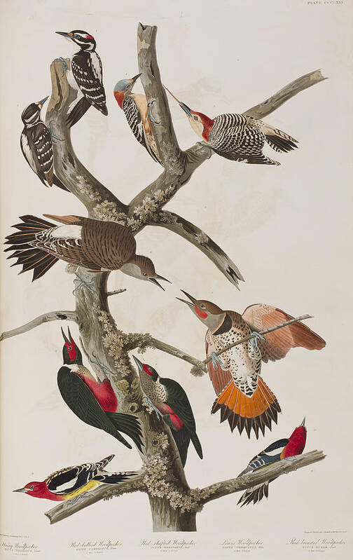 Audubon Poster featuring the painting Woodpeckers by John James Audubon
