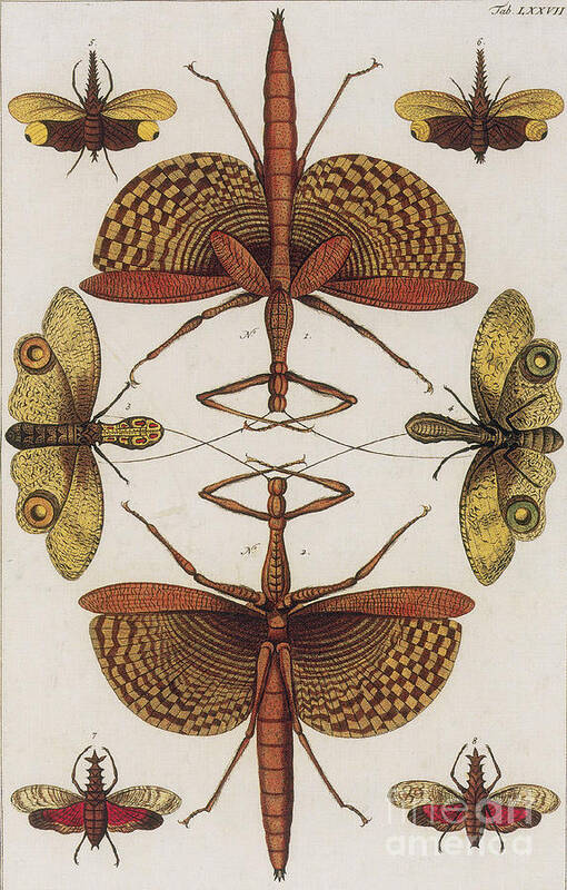 Animal Poster featuring the photograph Insects, Sebas Thesaurus, 1734 #4 by Science Source