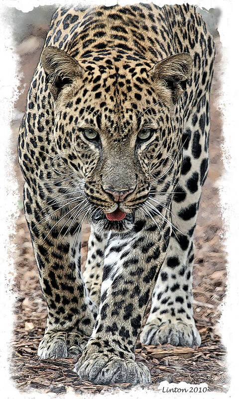African Leopard Poster featuring the digital art African Leopard #5 by Larry Linton