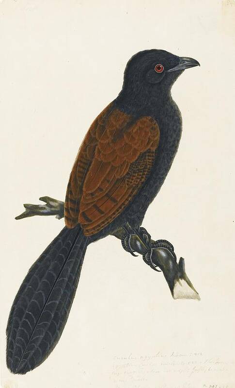 A Crow-pheasant Or Coucal Poster featuring the painting A crow-pheasant or coucal by Company School