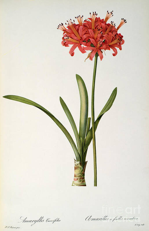 Amaryllis Poster featuring the drawing Amaryllis Curvifolia by Pierre Redoute