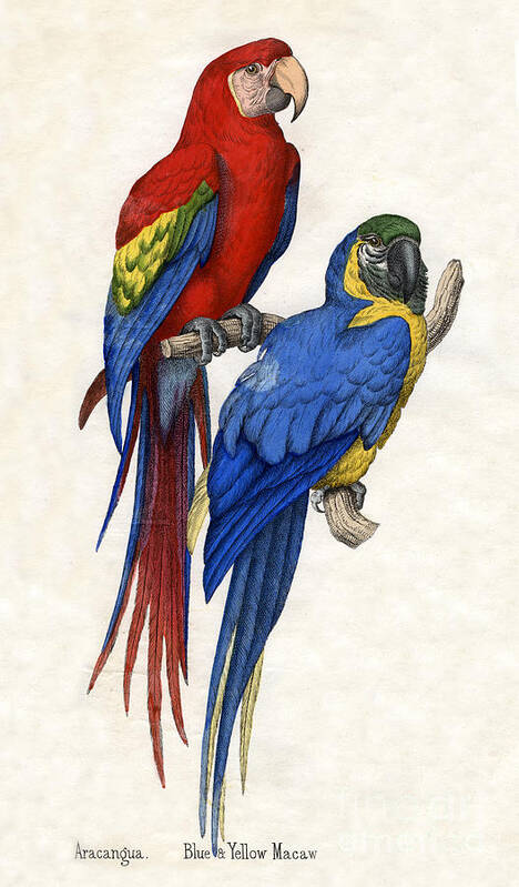 Macaw Poster featuring the drawing Aracangua and Blue and Yellow Macaw by American School