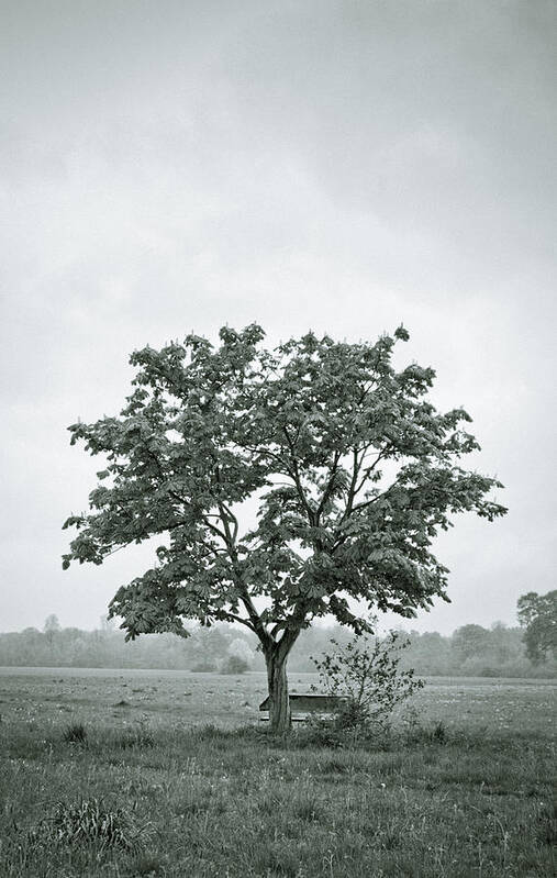 Tree Poster featuring the photograph August in England by Andy Smy