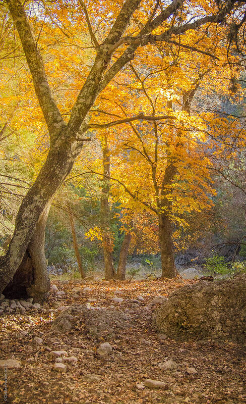 Sunlight Through The Trees Poster featuring the photograph Autumn Glow by Debbie Karnes