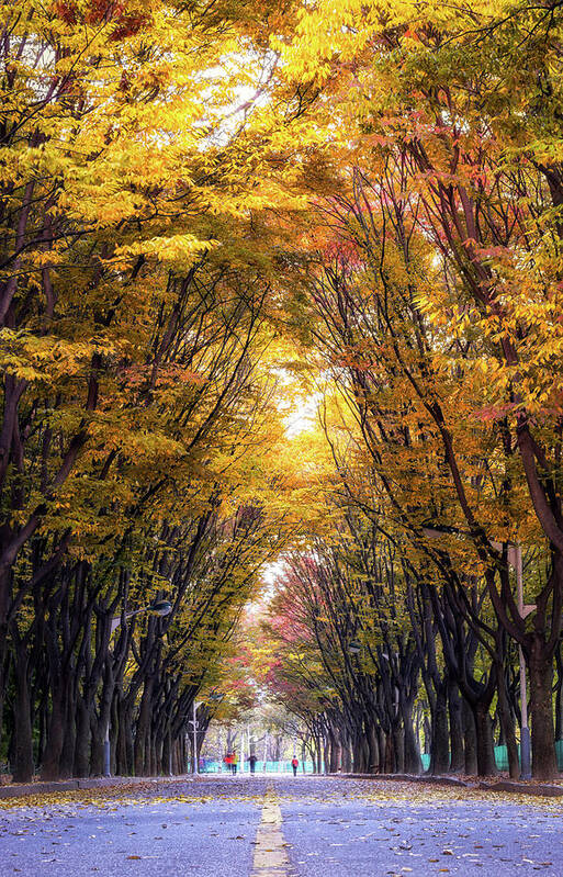 Landscape Poster featuring the photograph Autumn Stroll by Aaron Choi