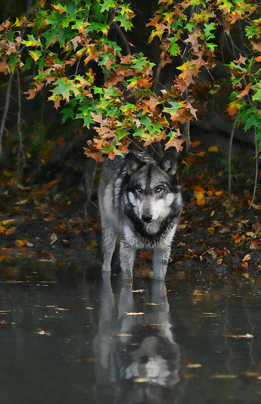 Wolf Wolves Lupine Canis Lupus Wildlife Animal Photography Photograph Poster featuring the photograph Autumn Wolf by Shari Jardina
