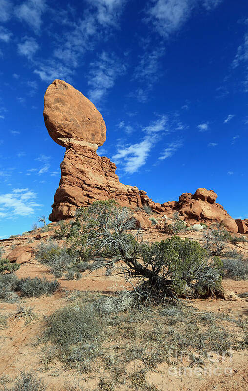 Landscape Poster featuring the photograph Balanced Rock and Desert Tree by Mary Haber
