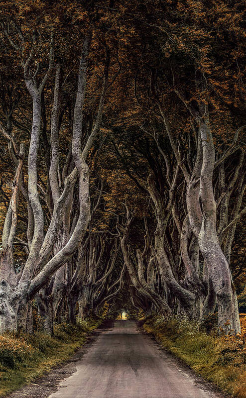 Dark Hedges In Northern Ireland Poster featuring the photograph Beautiful beech alley in northern Ireland by Jaroslaw Blaminsky