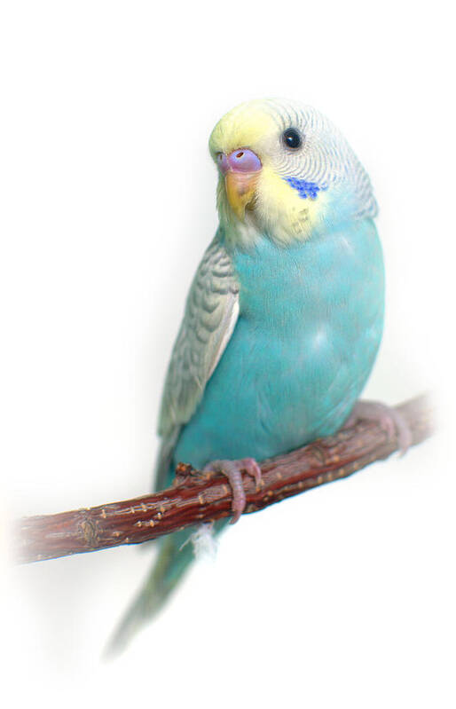 Budgie Poster featuring the photograph Blue Budgie Baby by Nathan Abbott