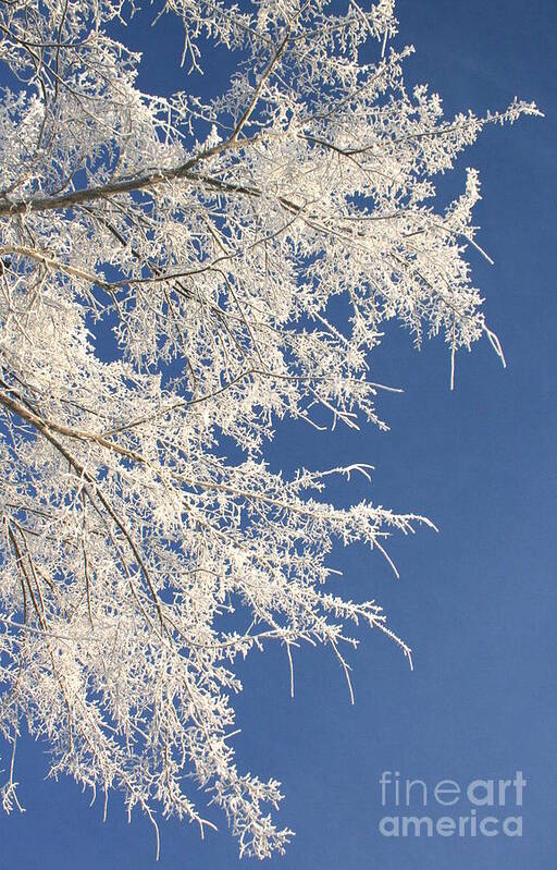 Frosty Day Poster featuring the photograph Chinese blue lace by Julie Lueders 