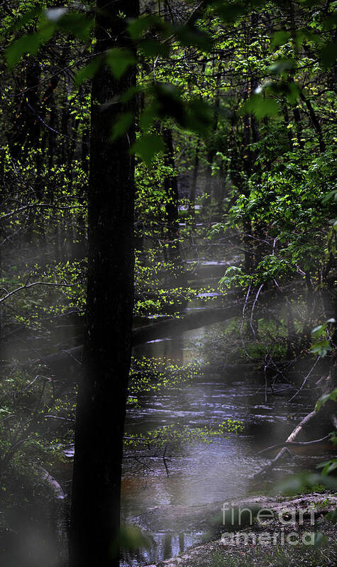 Scenic Tours Poster featuring the photograph Deep In The Swamp by Skip Willits