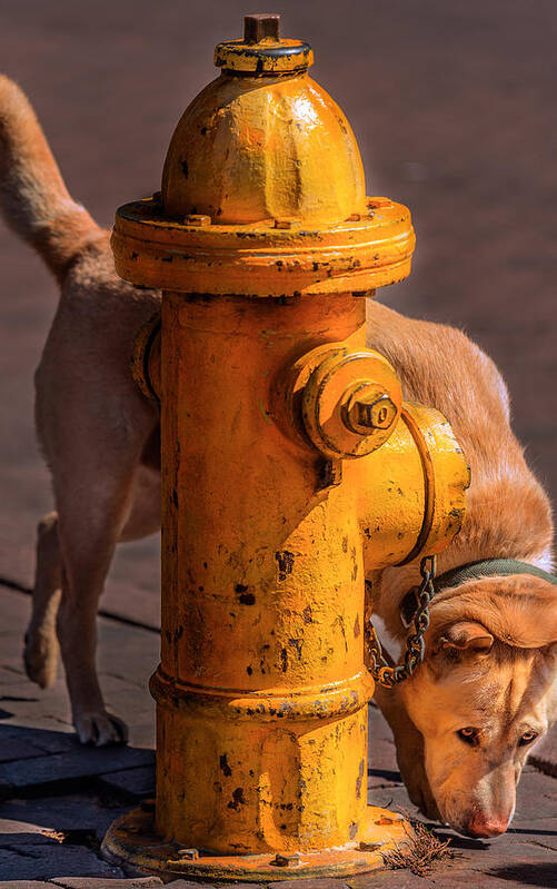 256 Dog's Best Friend Urban Street Dog Dogs Canine Canines Hound Hounds Fire Hydrant Hydrants Pavement Pavements Sidewalk Sidewalks Santa Fe New Mexico Nm United States America Day Daytime Daylight Midday Sunny Vertical Verticals Tall Dimension Dimensions Dimensionality Vivid Vibrant Warm Yellow Yellows Gold Golds Golden Beige Beiges Whimsical Eccentric Eccentricity Quirky Quirkiness Animal Animals Color Citysteve Steven Maxx Photography Photo Photographs Poster featuring the photograph Dog's Best Friend by Steven Maxx