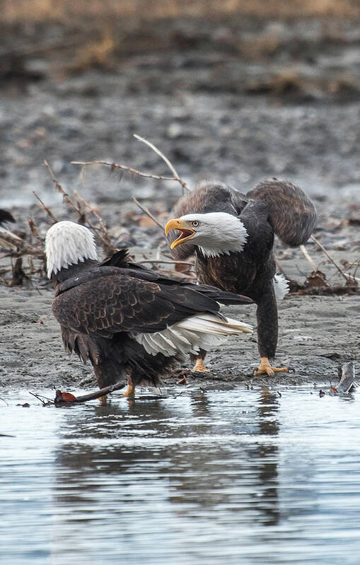 Bald Eagle Poster featuring the photograph Domestic Dispute by David Kirby