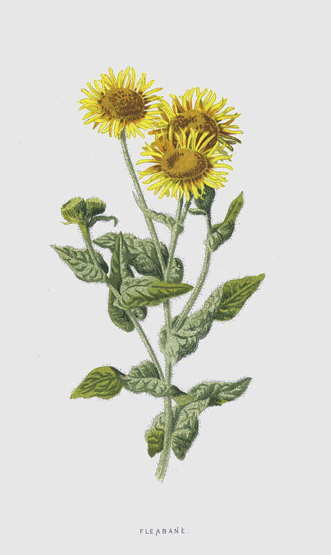 Fleabane Poster featuring the painting Fleabane by Frederick Edward Hulme