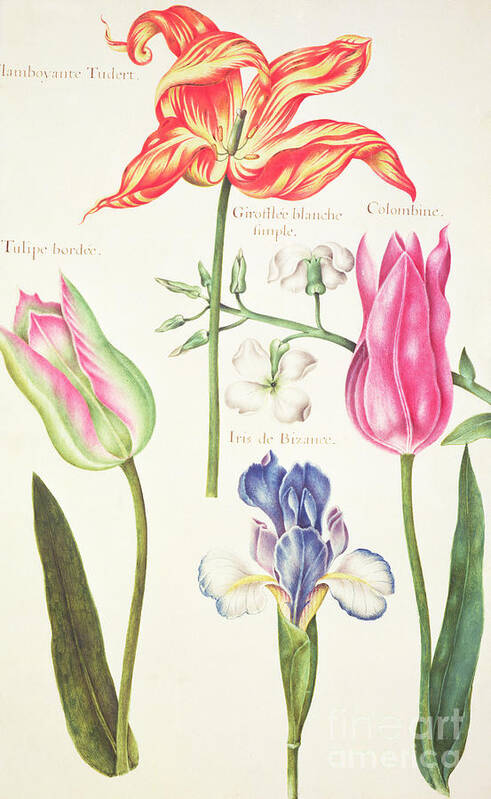 Tulip Poster featuring the drawing Flower Studies Tulips and Blue Iris by Nicolas Robert