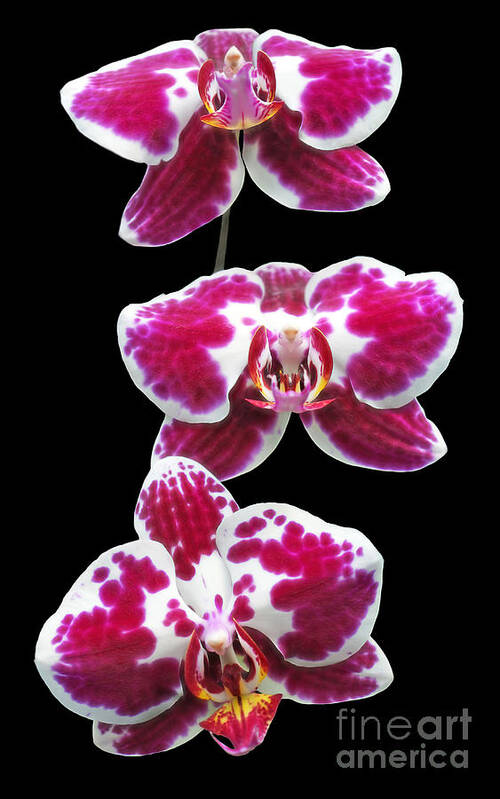 Orchid Poster featuring the photograph Fuschia Orchid Triplets by Sue Melvin