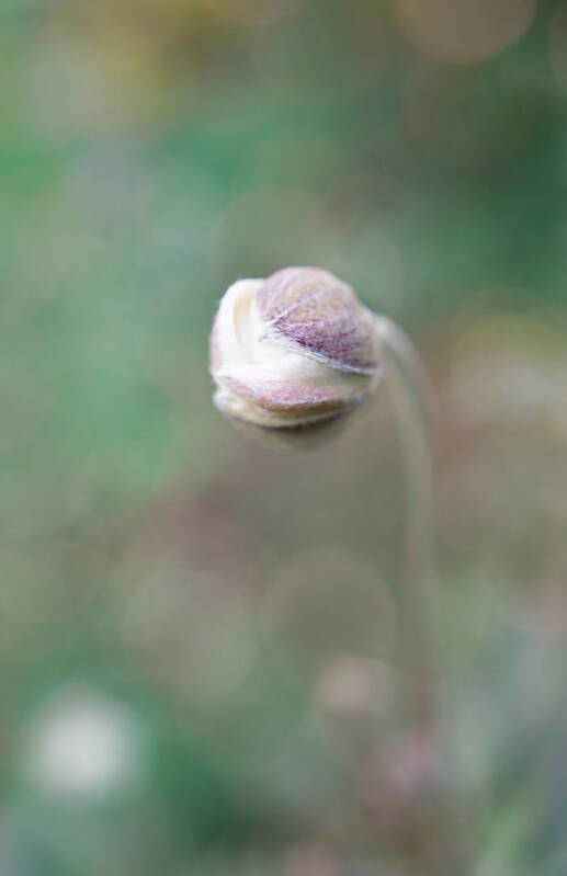 Gentle Poster featuring the photograph Gentle White Flower bud by Lilia S