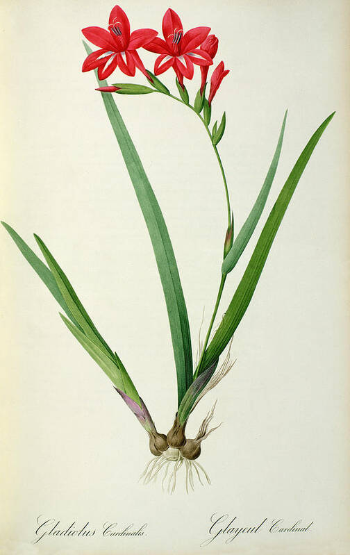 Gladiolus Poster featuring the drawing Gladiolus Cardinalis by Pierre Joseph Redoute 