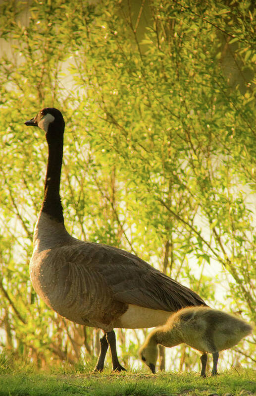 Branta Canadensis Poster featuring the photograph Goose and Gosling by John De Bord
