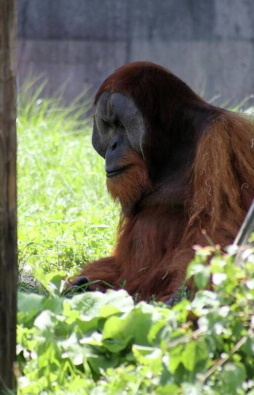 Orangutan Poster featuring the photograph Grandfather orangutan by Lisa Smith