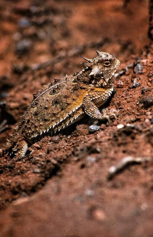 Horned Toad Poster featuring the photograph Horned Toad by Buck Buchanan