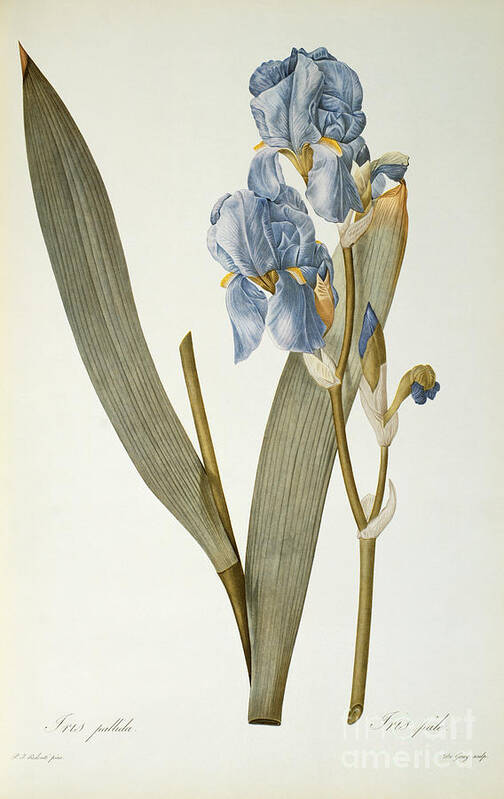 Irises Poster featuring the painting Iris Pallida by Pierre Joseph Redoute